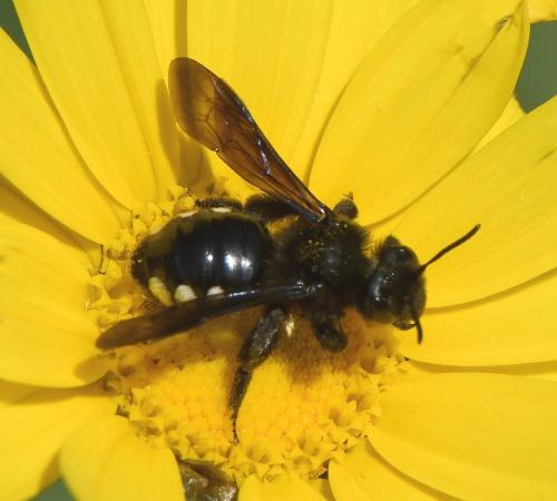 Réf. 226 499 : Andrena albopunctata